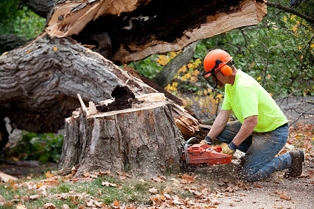 How Our Tree Care Process Works  in  Olympia, WA